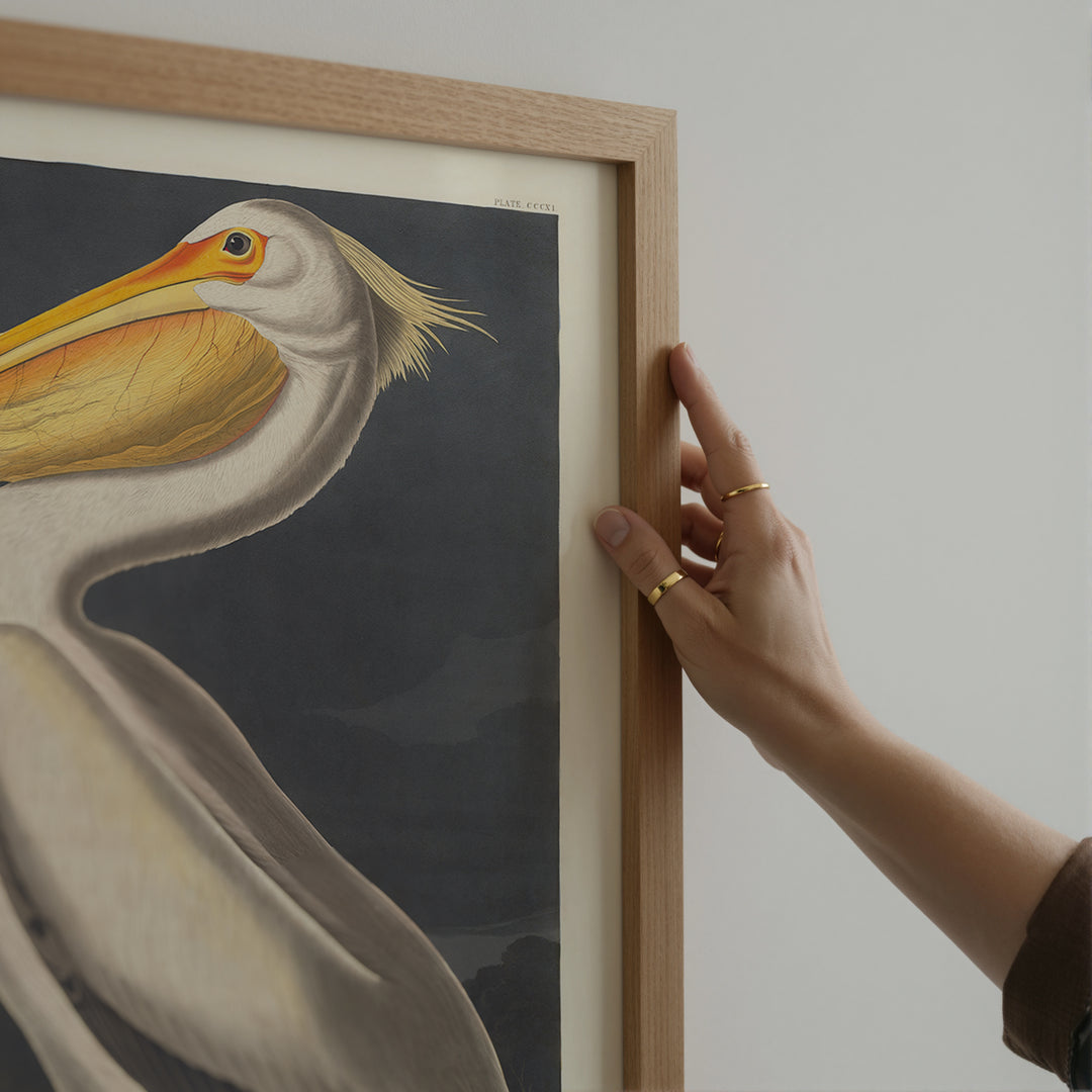 American White Pelican Vintage Poster