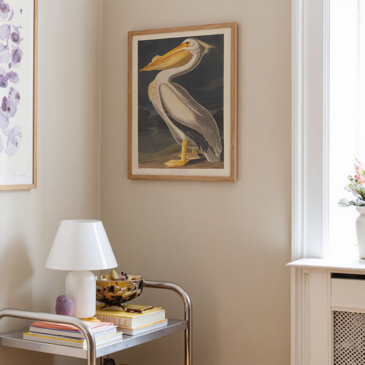 American White Pelican Vintage Poster
