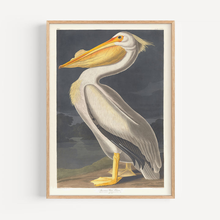 American White Pelican Vintage Poster