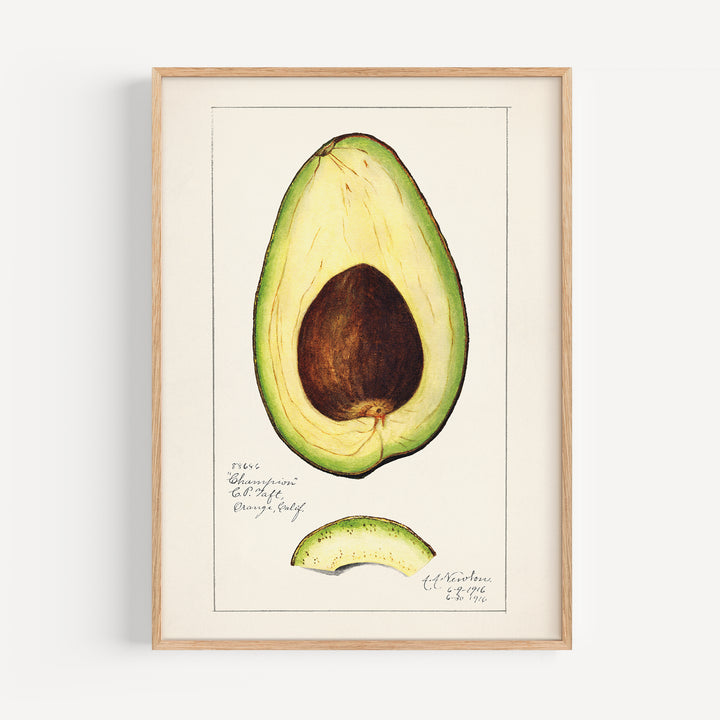 Avocado Vintage Poster