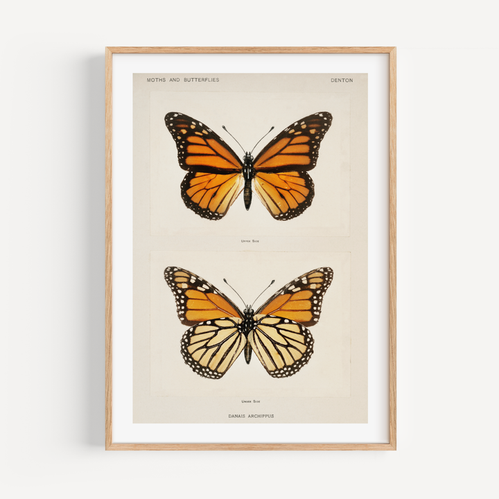 Butterflies Vintage Poster