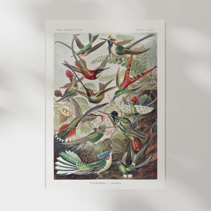 Birds of paradice - Ernst Haeckel vintage poster