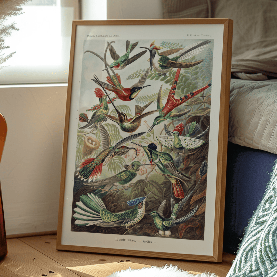 Birds of paradice - Ernst Haeckel vintage poster - Poster Room