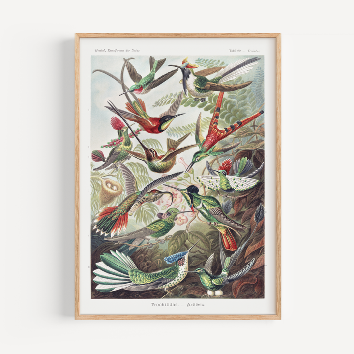 Birds of paradice - Ernst Haeckel vintage poster