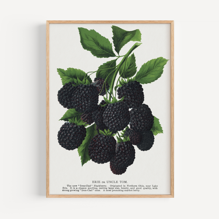 Blackberries Vintage Poster