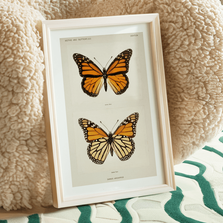 Butterflies Vintage Poster - Poster Room