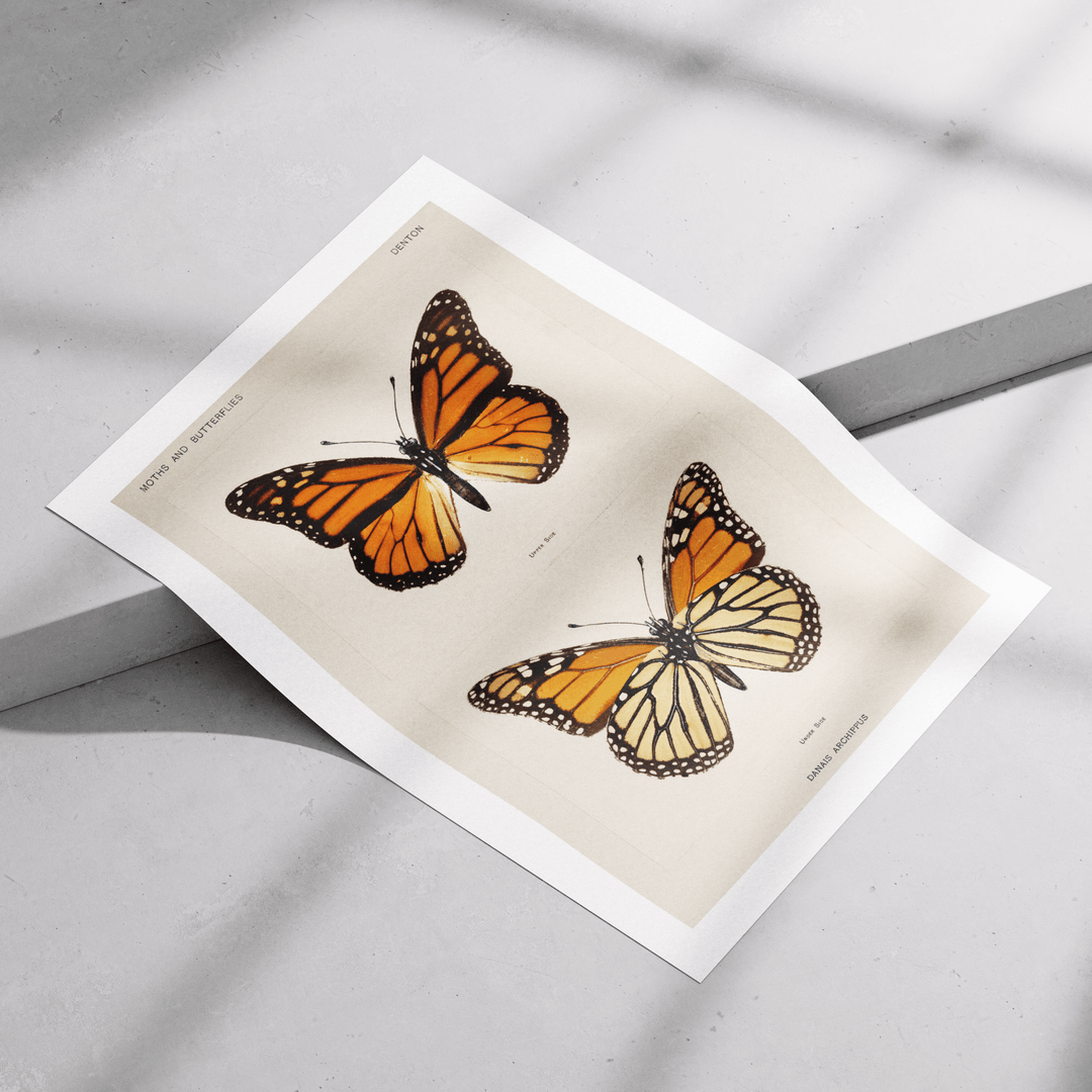 Butterflies Vintage Poster - Poster Room