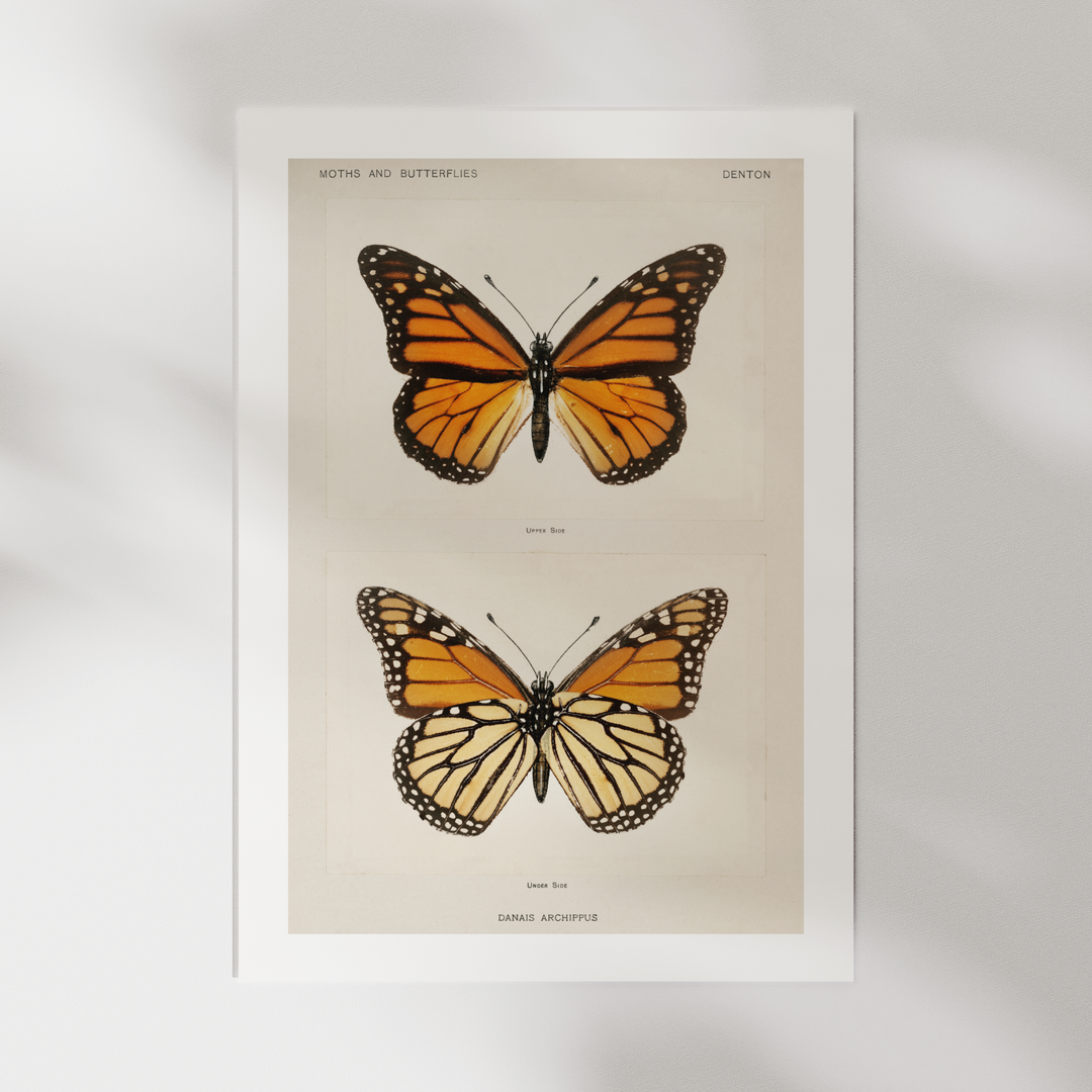 Butterflies Vintage Poster