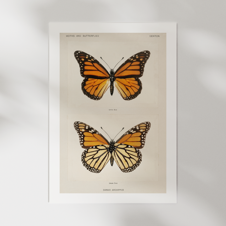 Butterflies Vintage Poster