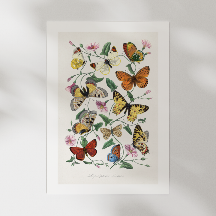 Butterfly Collection Vintage Poster