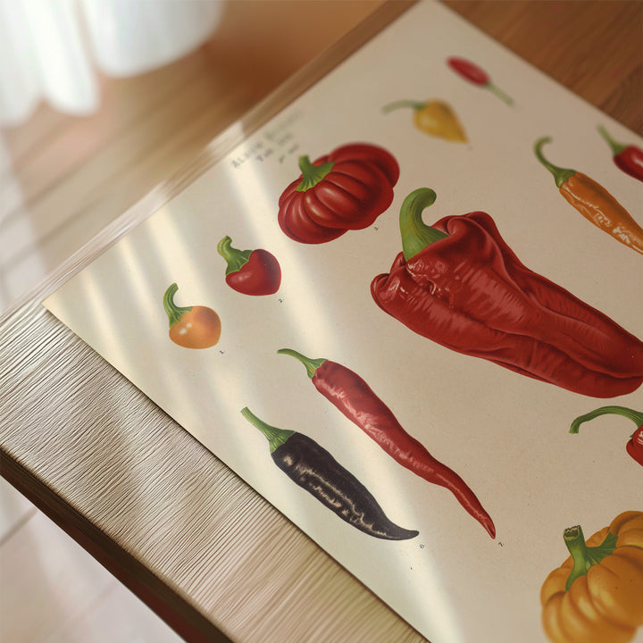 Chili Study Art Vintage Poster