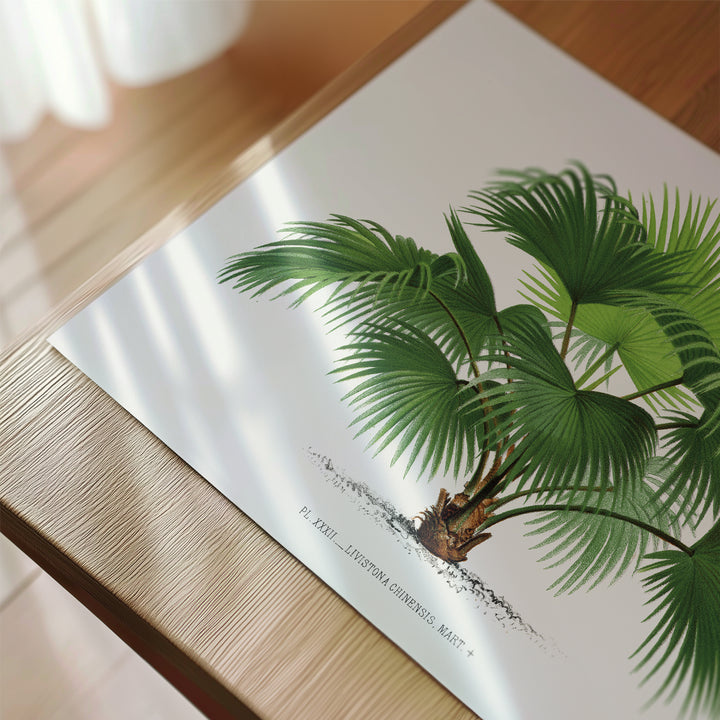 Fountain Palm Vintage Poster