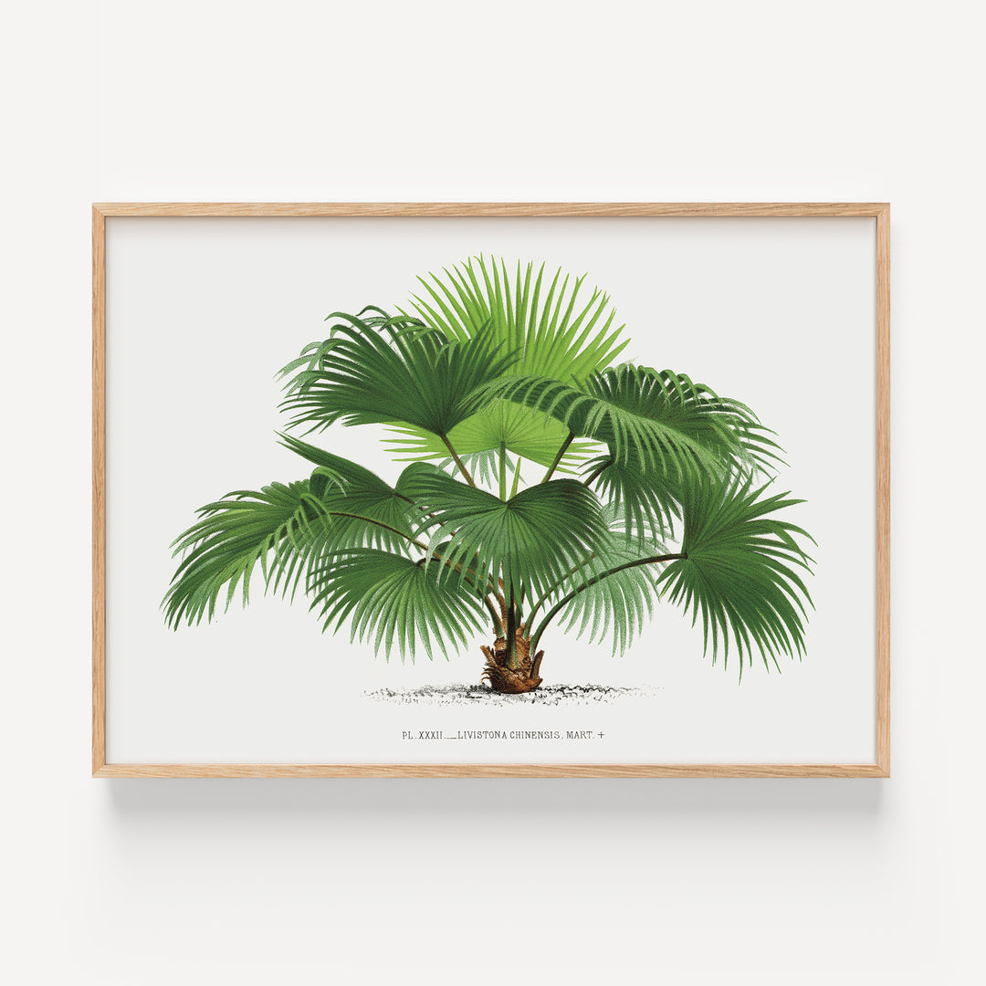 Fountain Palm Vintage Poster