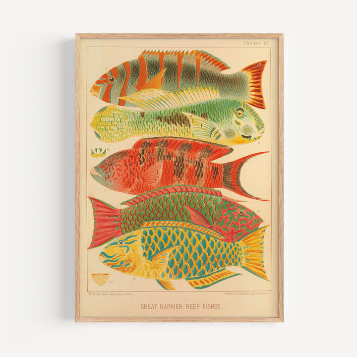 Great Barrier Reef Fishes by William Saville-Kent Poster