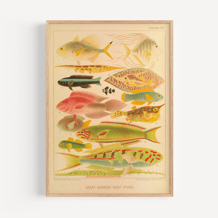 Great Barrier Reef Fishes II by William Saville-Kent Poster vintage style natural colors fish art print