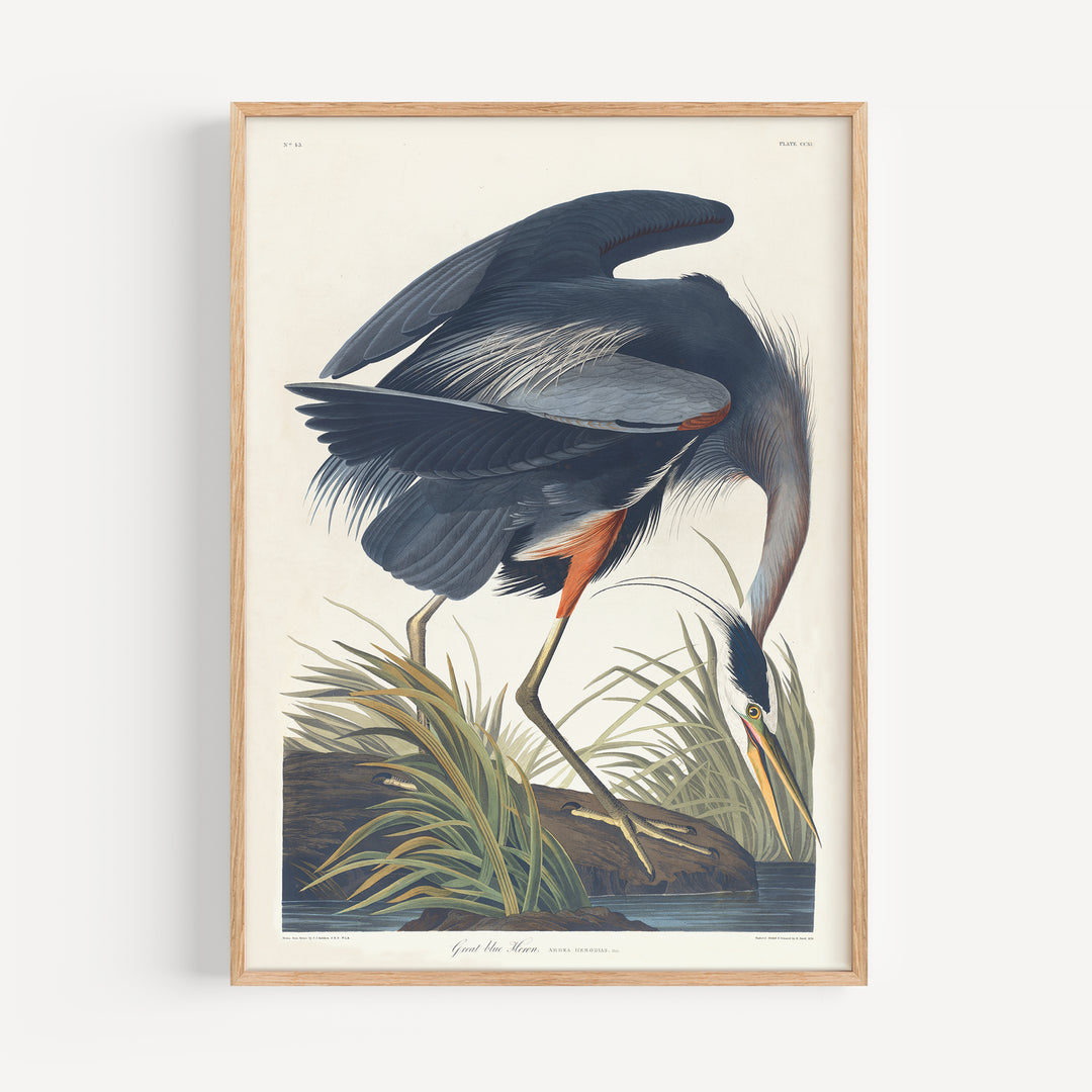 Great Blue Heron Vintage Poster