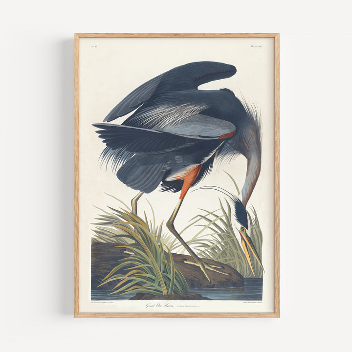 Great Blue Heron Vintage Poster