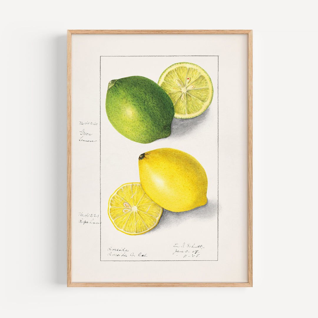 Lemon and Lime Vintage Poster