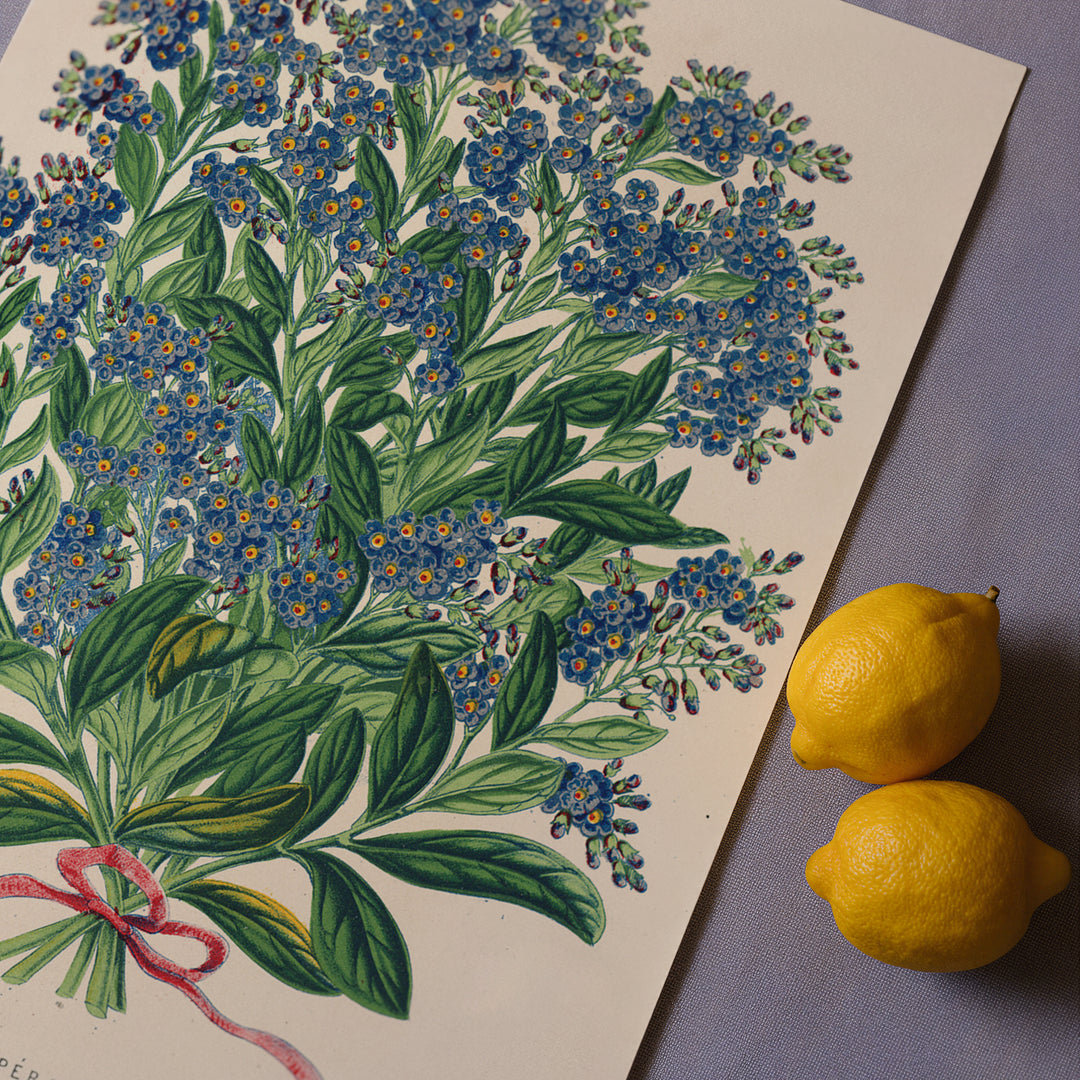 Myosotis Impératrice by Elisabeth Charles Antoine-Lemaire Poster