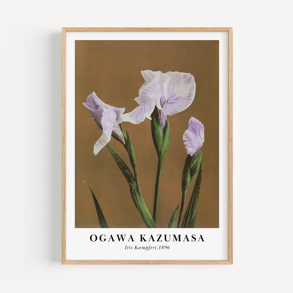 Iris by Ogawa Kazumasa Poster - Japanese Botanical Art - Poster Room
