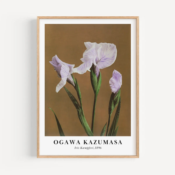 Iris by Ogawa Kazumasa Poster - Japanese Botanical Art - Poster Room