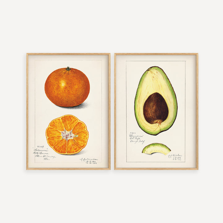 Orange and Avocado Poster Set