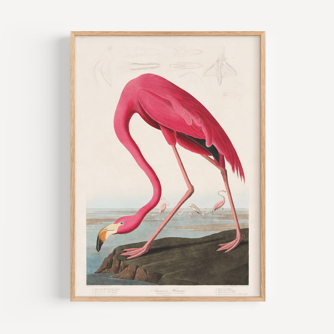 Pink Flamingo Vintage Poster