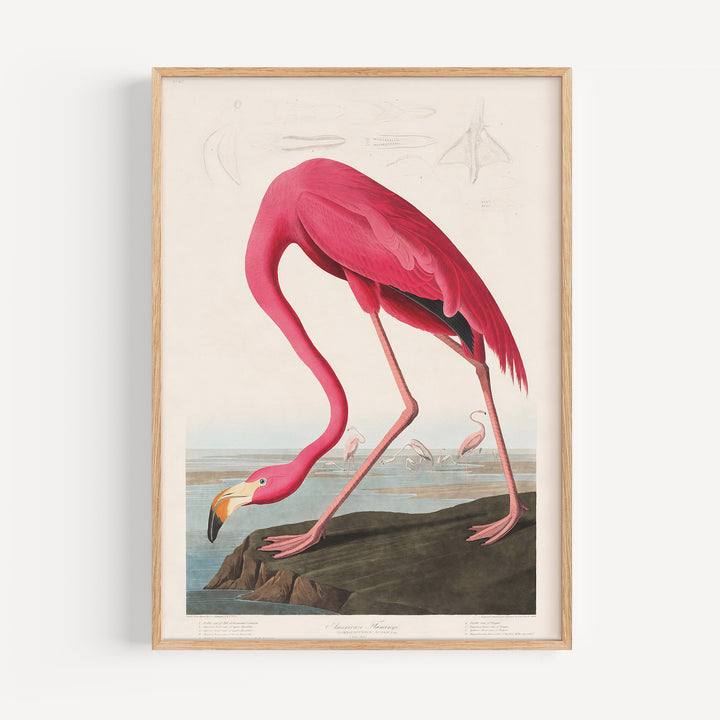 Pink Flamingo Vintage Poster