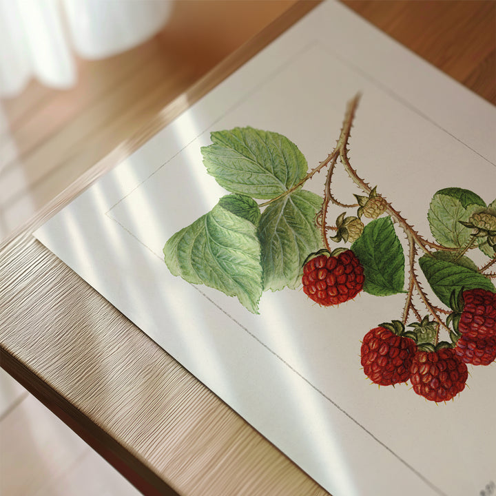 Raspberry Vintage Poster