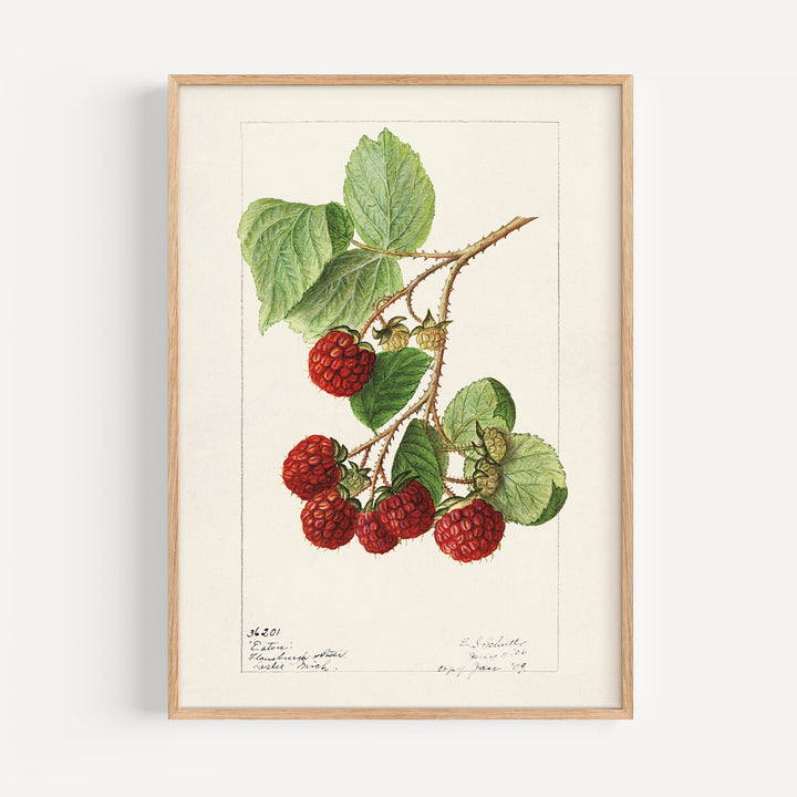 Raspberry Vintage Poster