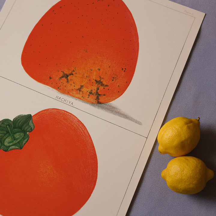 Ripe Persimmon Poster