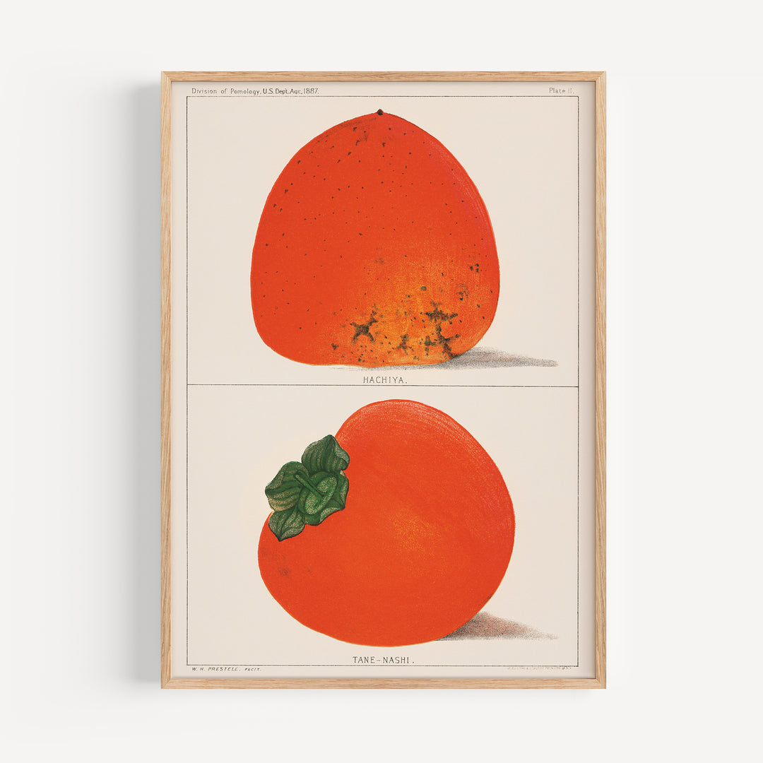 Ripe Persimmon Poster