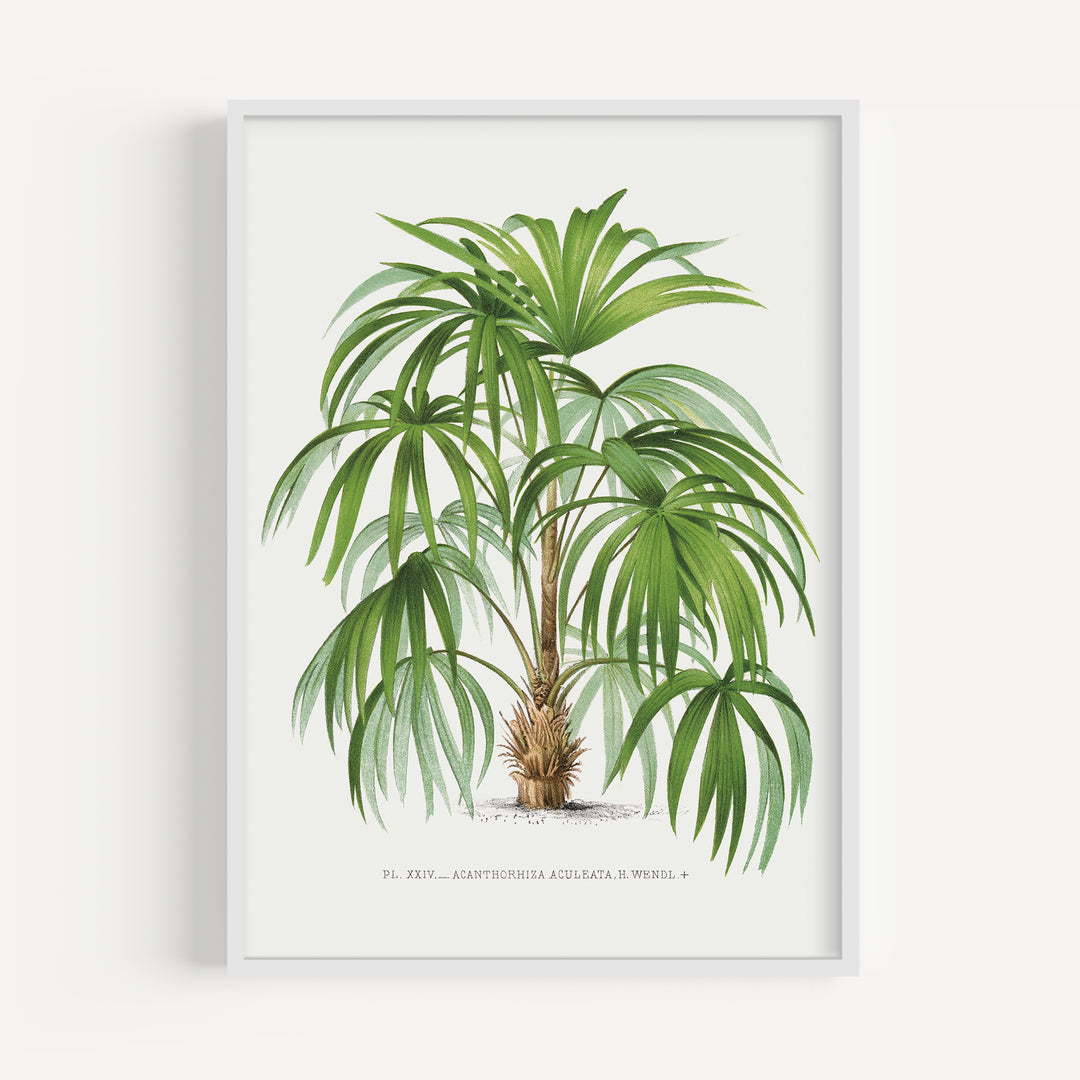 Rootspine Palm Vintage Poster