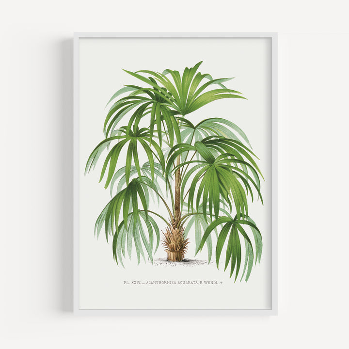 Rootspine Palm Vintage Poster