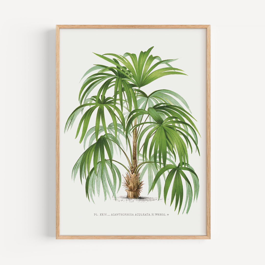 Rootspine Palm Vintage Poster