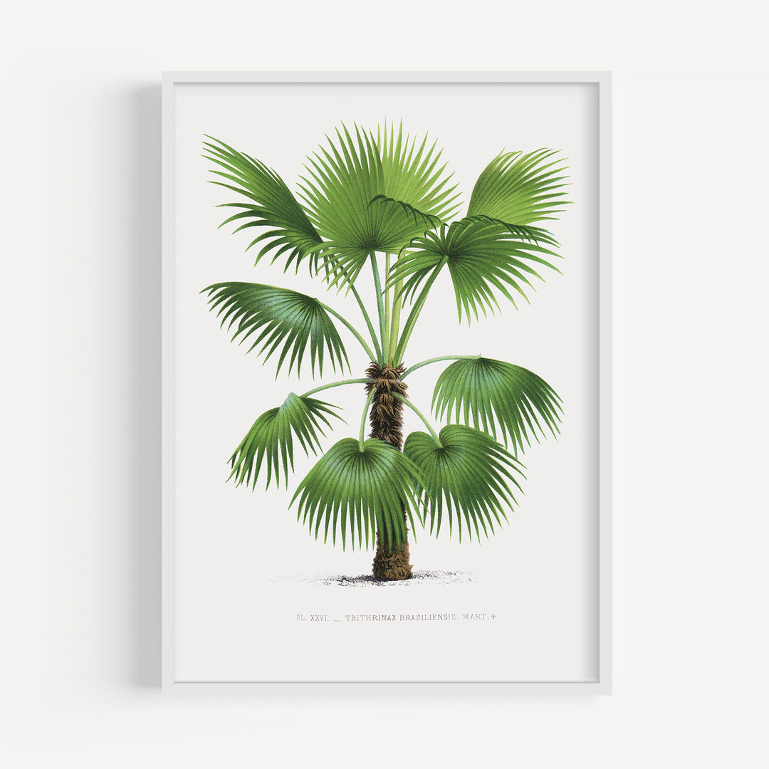 Trithrinax Brasiliensis Vintage Poster