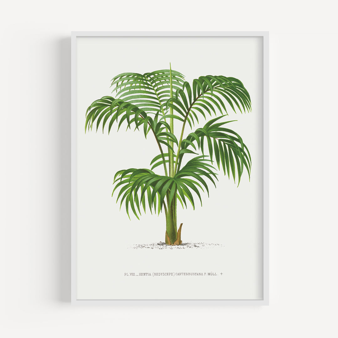 Umbrella Palm Vintage Poster