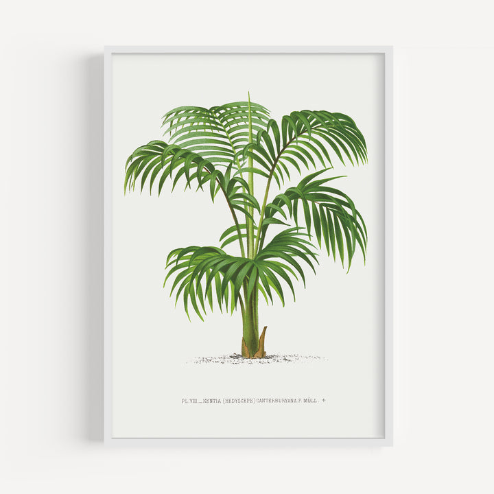 Umbrella Palm Vintage Poster
