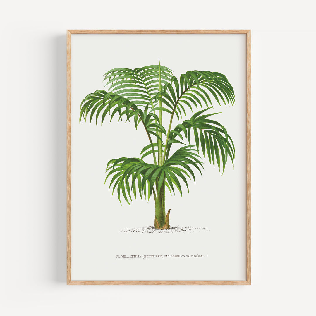 Umbrella Palm Vintage Poster