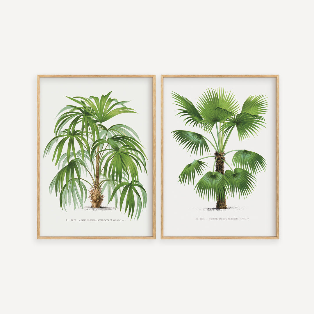 Vintage Botanical Poster Set