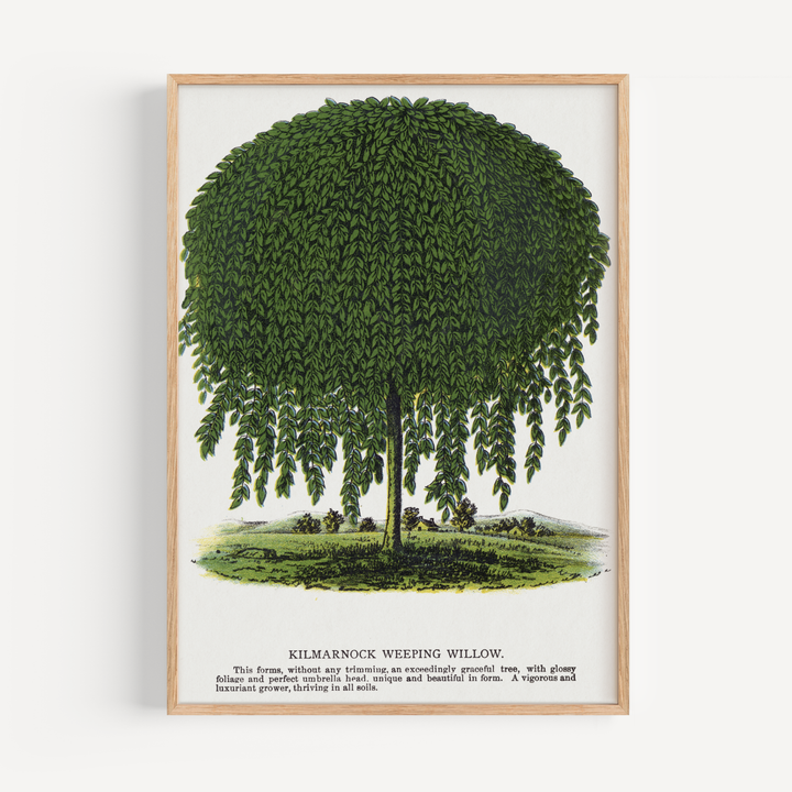 Weeping Willow Vintage Poster