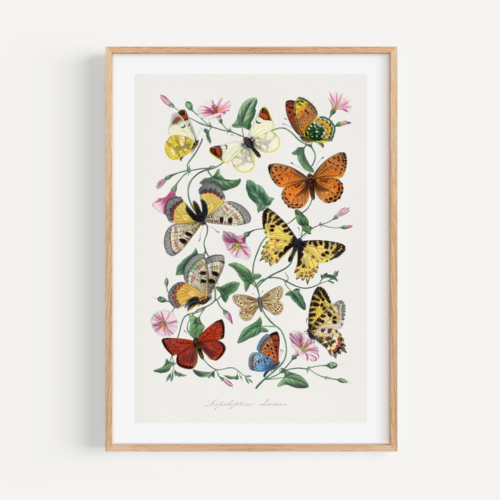 Butterfly Collection Vintage Poster